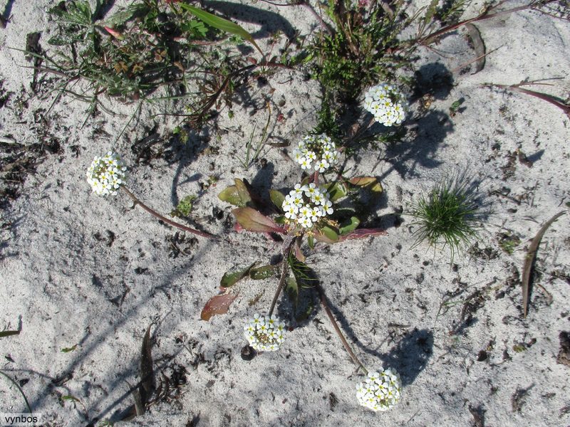 Manulea corymbosa, photographed by Chris Vynbos