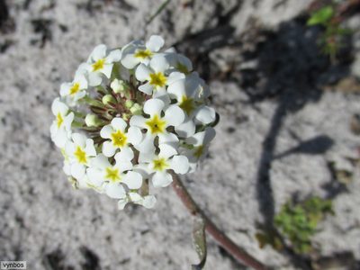Manulea corymbosa, photographed by Chris Vynbos