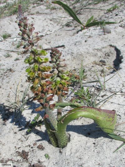 Lachenalia variegata, photographed by Chris Vynbos