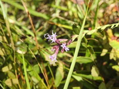 Liatris acidota, photographed by Rachel Stringham