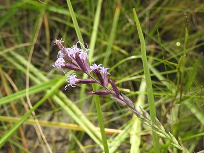 Liatris acidota, photographed by Rachel Stringham