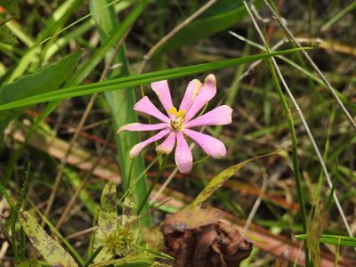 Sabatia gentianoides, photographed by Rachel Stringham