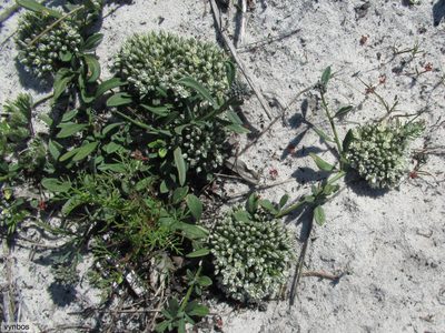 Limeum africanum, photographed by Chris Vynbos