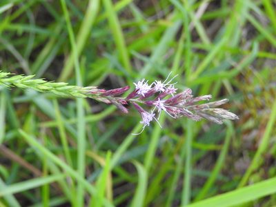 Liatris acidota, photographed by Rachel Stringham