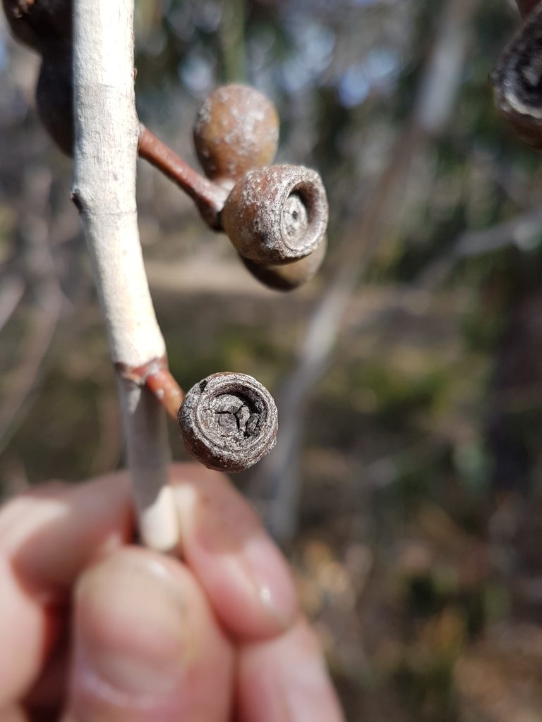 Eucalyptus litoralis, photographed by Peter Crowcroft