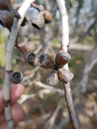 Eucalyptus litoralis, photographed by Peter Crowcroft