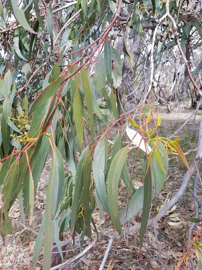 Eucalyptus litoralis, photographed by Peter Crowcroft