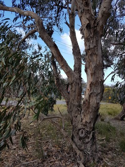 Eucalyptus litoralis, photographed by Peter Crowcroft