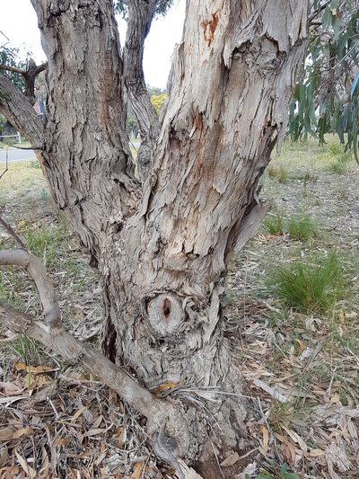 Eucalyptus litoralis, photographed by Peter Crowcroft