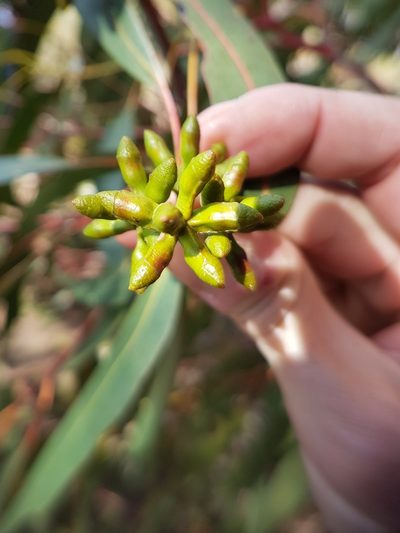 Eucalyptus litoralis, photographed by Peter Crowcroft