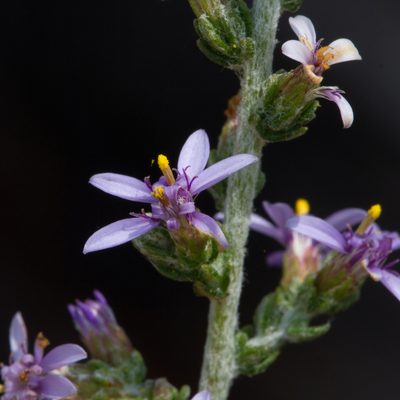 Olearia floribunda, photographed by Kym Nicolson