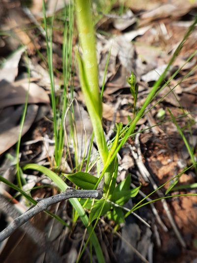 Pterostylis unicornis, photographed by Peter Crowcroft