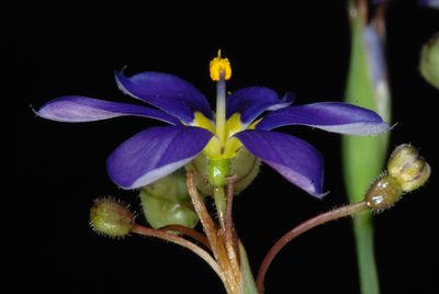 Sisyrinchium myrioflorum, photographed by Douglas Goldman