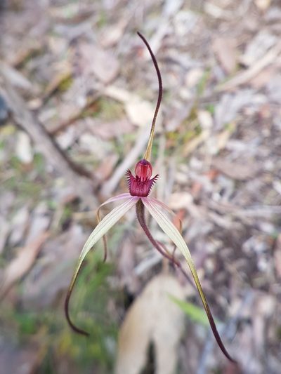 Caladenia oenochila, photographed by Peter Crowcroft