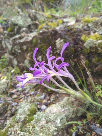 Babiana ecklonii, photographed by Brian du Preez