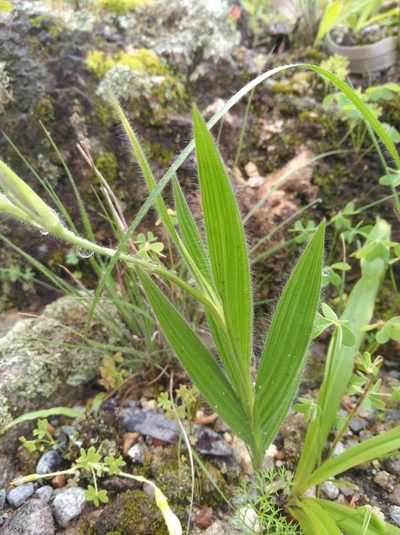 Babiana ecklonii, photographed by Brian du Preez