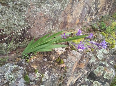 Babiana ecklonii, photographed by Brian du Preez