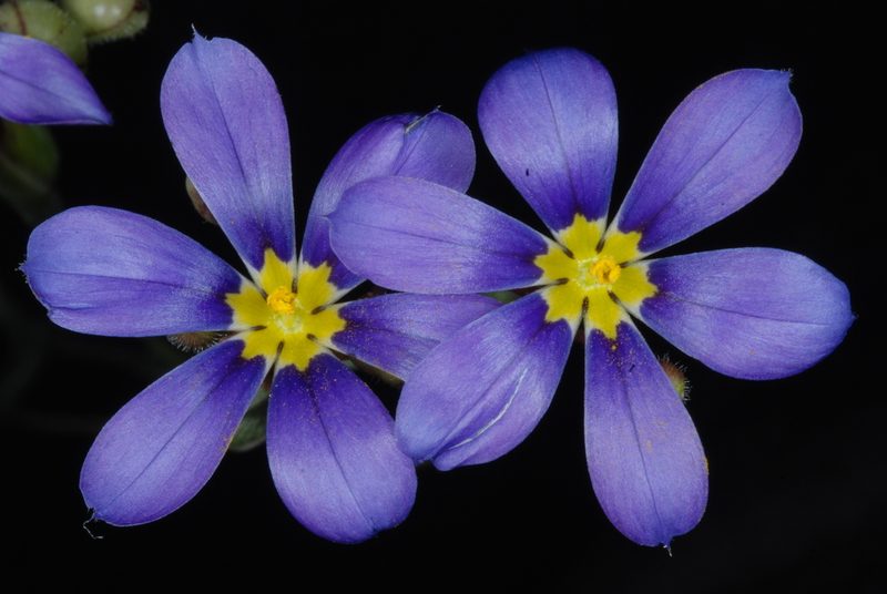 Sisyrinchium myrioflorum, photographed by Douglas Goldman