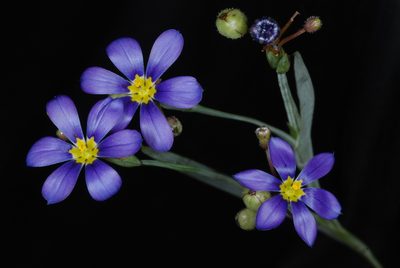 Sisyrinchium myrioflorum, photographed by Douglas Goldman