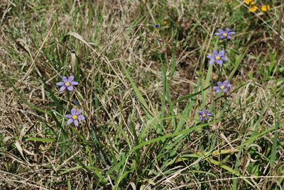 Sisyrinchium myrioflorum, photographed by Douglas Goldman