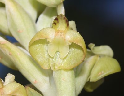 Pterygodium inversum, photographed by Brian du Preez