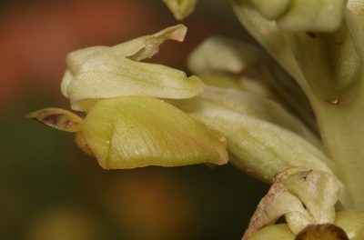 Pterygodium inversum, photographed by Brian du Preez