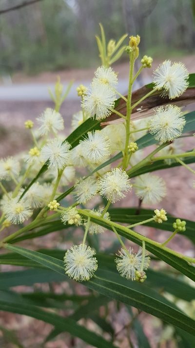Acacia mabellae, photographed by Vale Jenny Conolly