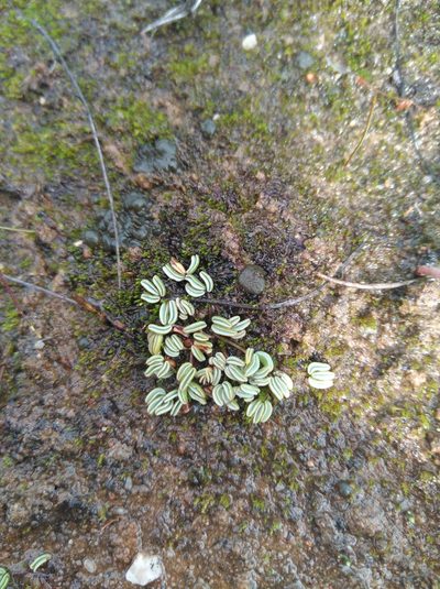 Oxalis oculifera, photographed by Brian du Preez