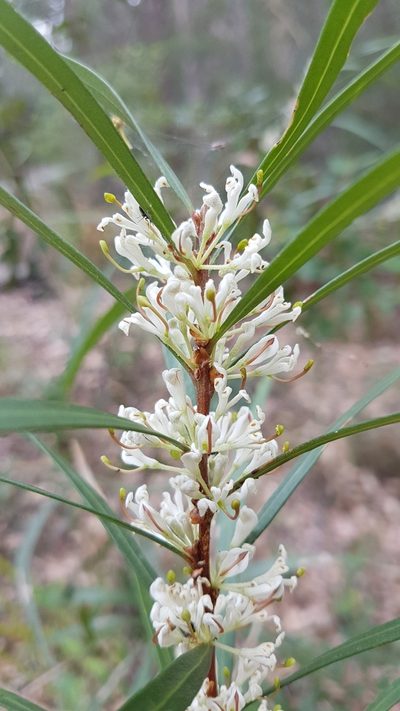 Hakea eriantha, photographed by Vale Jenny Conolly