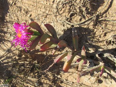 Carpobrotus quadrifidus, photographed by Chris Vynbos
