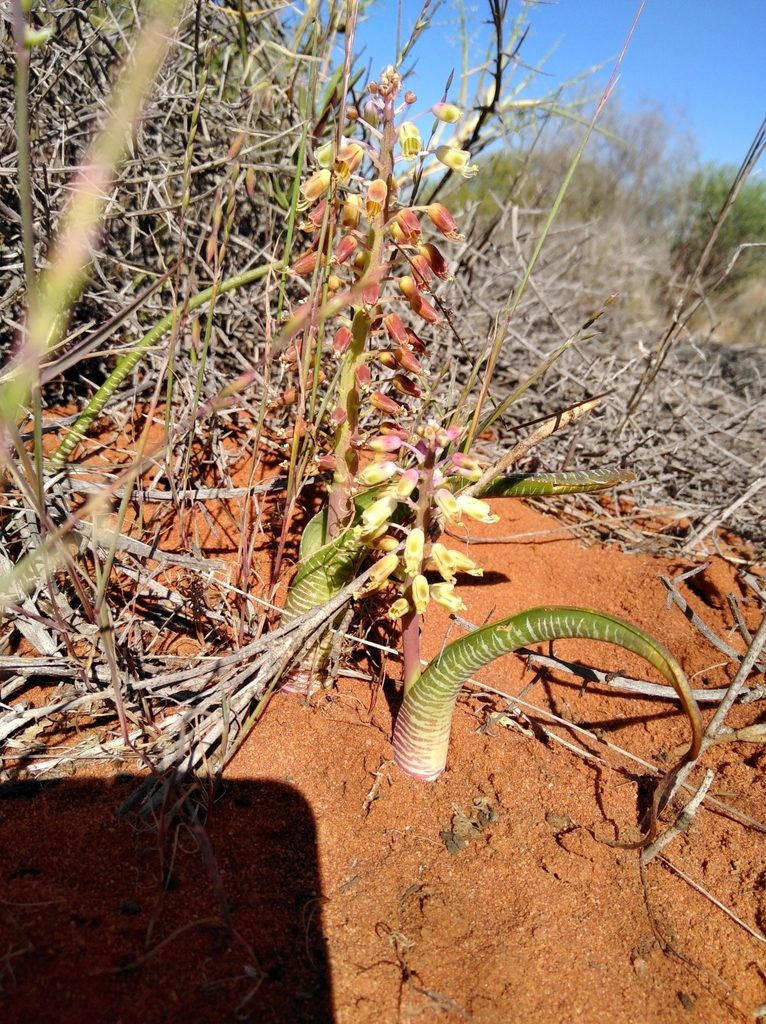 Lachenalia anguinea, photographed by Brian du Preez