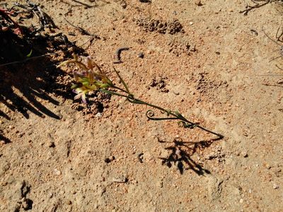 Babiana fimbriata, photographed by Brian du Preez