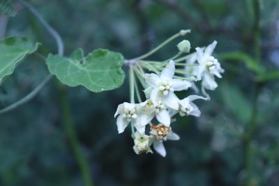 Funastrum pannosum, photographed by alejandrozab