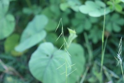 Bouteloua aristidoides, photographed by alejandrozab