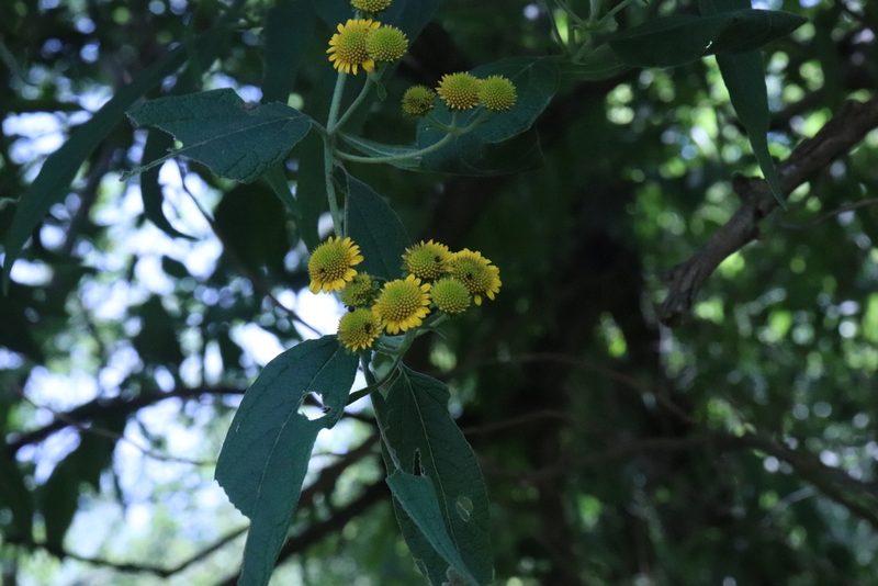 Otopappus acuminatus, photographed by alejandrozab
