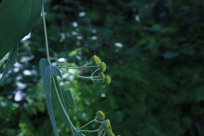 Otopappus acuminatus, photographed by alejandrozab