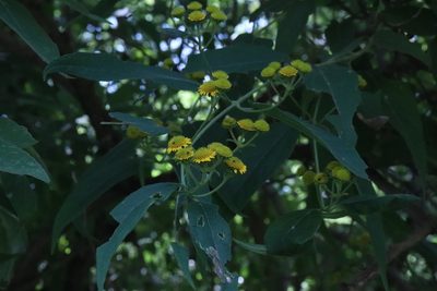 Otopappus acuminatus, photographed by alejandrozab