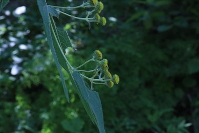 Otopappus acuminatus, photographed by alejandrozab