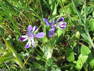 Lapeirousia jacquinii, photographed by Chris Vynbos