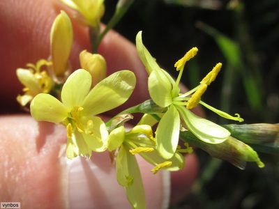 Geissorhiza juncea, photographed by Chris Vynbos