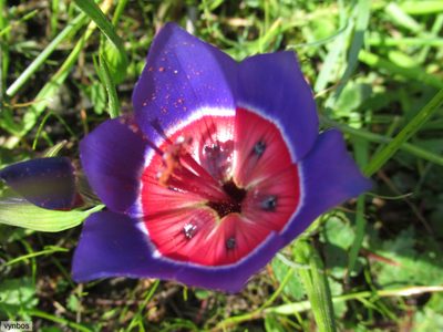 Geissorhiza radians, photographed by Chris Vynbos