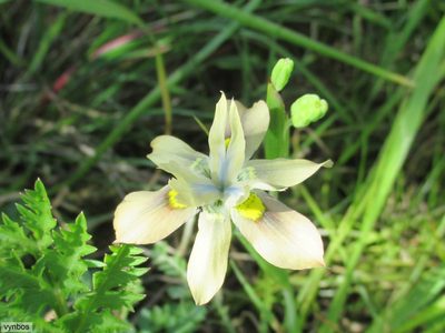 Moraea vegeta, photographed by Chris Vynbos