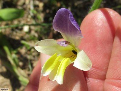 Sparaxis villosa, photographed by Chris Vynbos