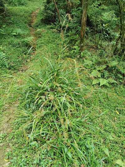 Carex filicina, photographed by 胡正恆(Jackson Hu)