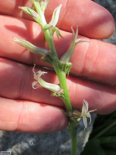 Cyphia phyteuma, photographed by Chris Vynbos