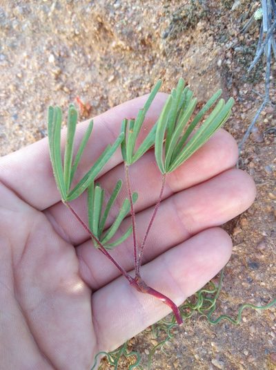 Oxalis flaviuscula, photographed by Brian du Preez