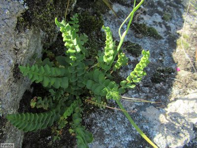 Namaquapteris hastata, photographed by Chris Vynbos