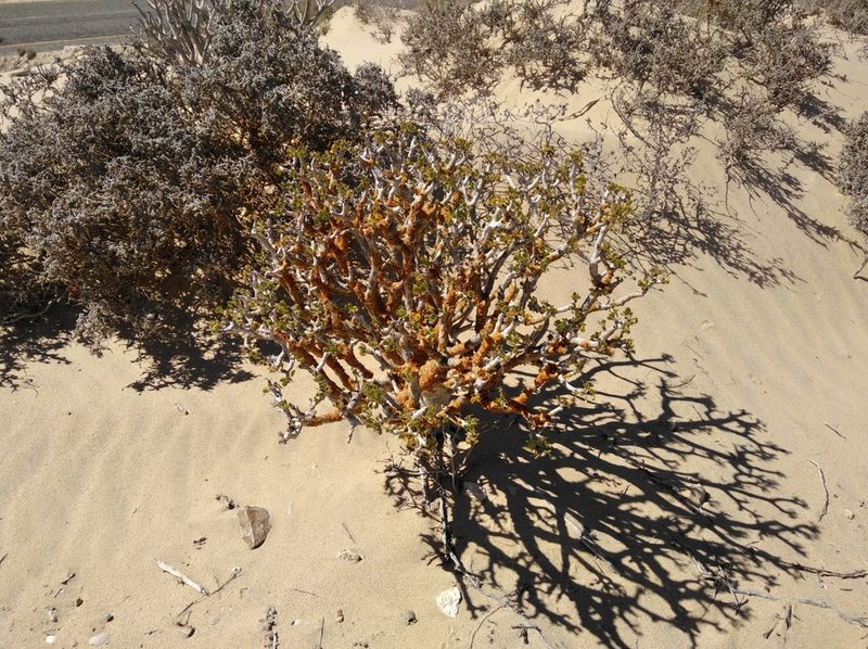 Othonna furcata, photographed by Brian du Preez