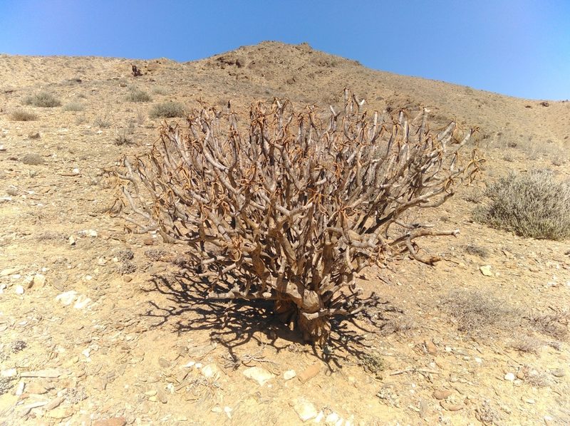 Aloidendron ramosissimum, photographed by Brian du Preez