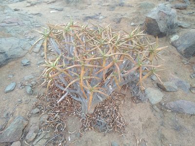 Aloidendron ramosissimum, photographed by Brian du Preez